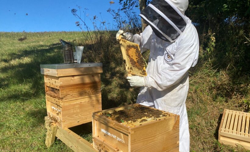 Making a positive difference, one hive at a time
