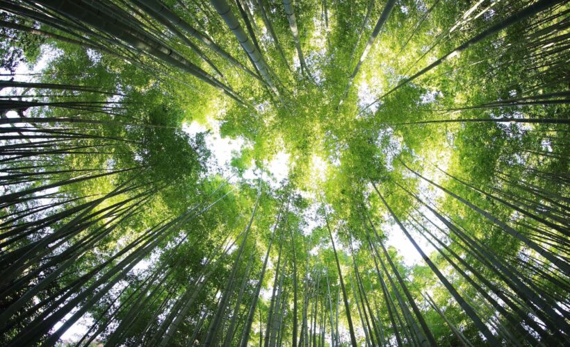 mission : net zero joins Global Sustainable Tourism Council