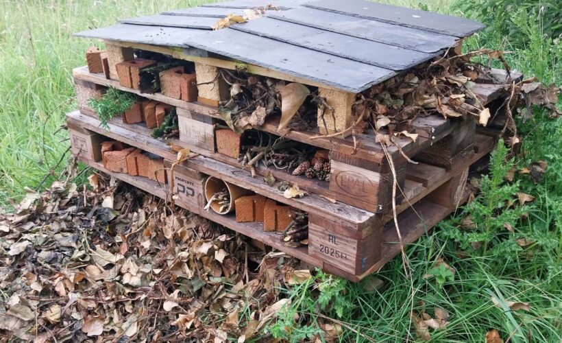 Autumn bug hotel competition winners